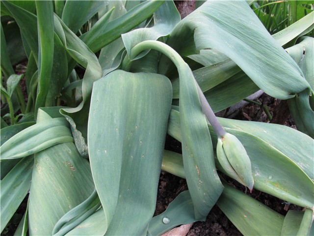 tulipan